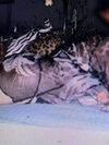 DONNA TANTRIKA Massage thumbnail 20