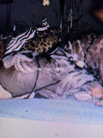 DONNA TANTRIKA Massage